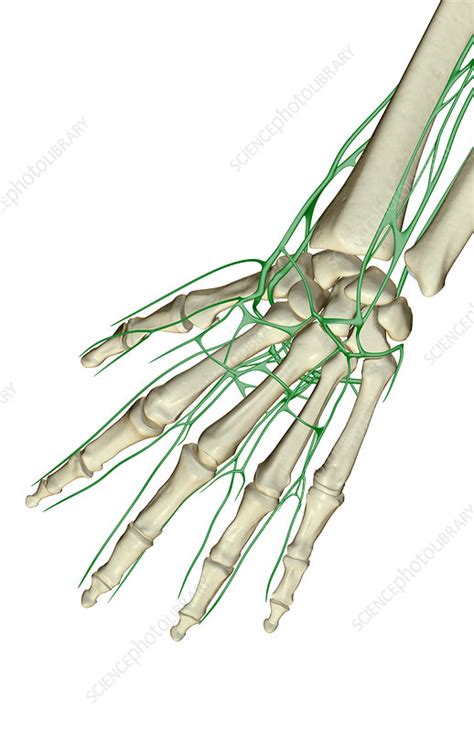 The Lymph Supply Of The Hand Stock Image F0019362 Science Photo