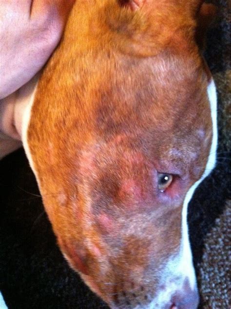 What Are These Bald Spots On My Dogs Face Xpost From Rpitbulls