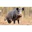 Feral Pigs Creating Problems For Farmers Other Wildlife