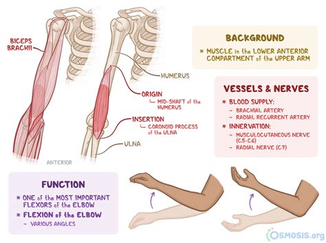 Brachialis What Is It Location Function And More Osmosis