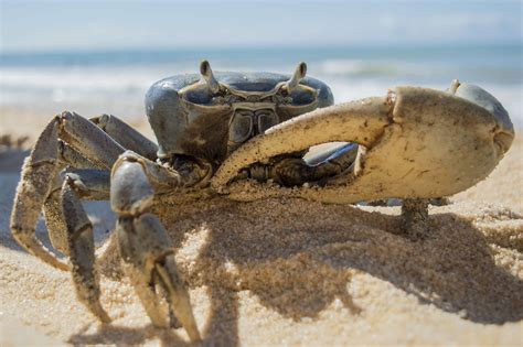 1920x1200 Crab Sand Beach Claws Wallpaper Coolwallpapersme