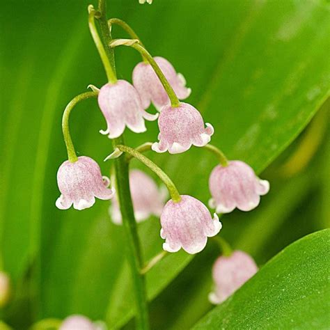 Lily Of The Valley Bulbs 4 To Plant Pink Etsy