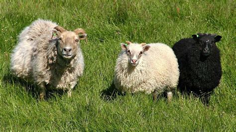 Réttir Sheep Round Up In Iceland Your Friend In Reykjavik