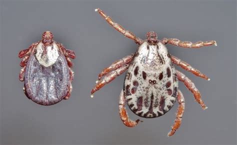 Dermacentor Andersoni Female Male Outdoor Life Ticks Identify