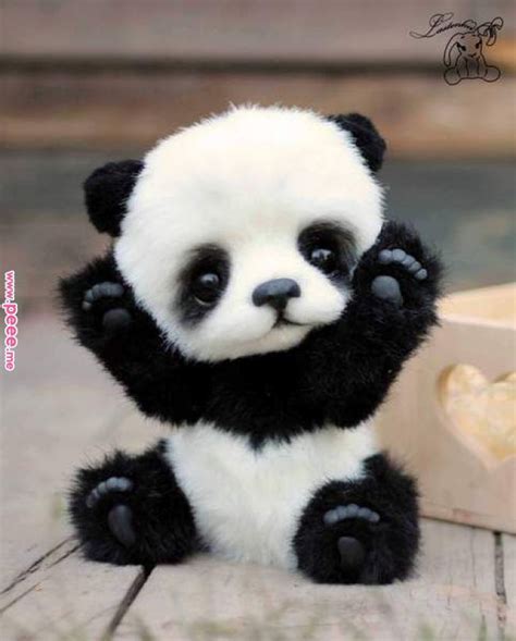 Animal Pictures Cute Baby Real Too Cute Panda Cute Animals