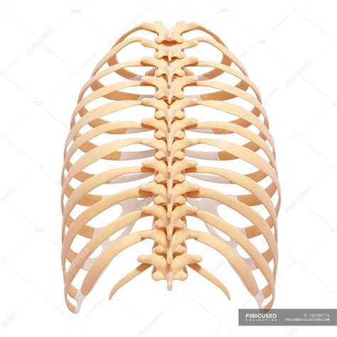 Human Rib Cage Anatomy — Mid Section Human Body Stock Photo 160289116