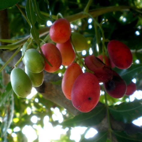 Kaffir Plum South African Plum Seeds Harpephyllum Caffrum