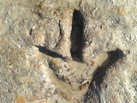 Beachgoer Finds 130 Million Year Old Dinosaur Prints KPTV FOX 12