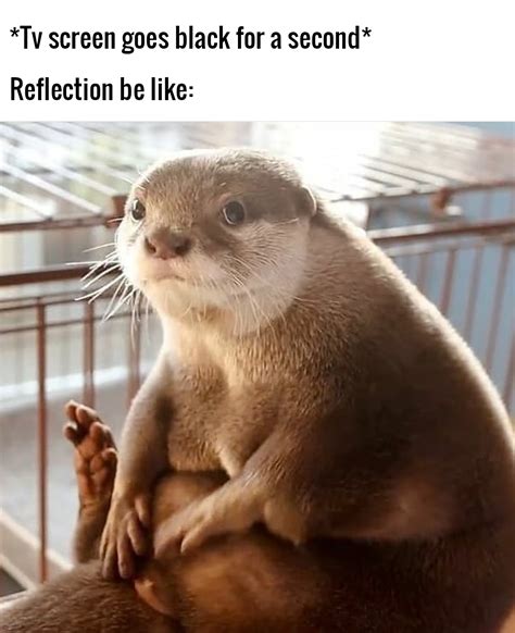 Is It Getting Otter In Here Rmemes