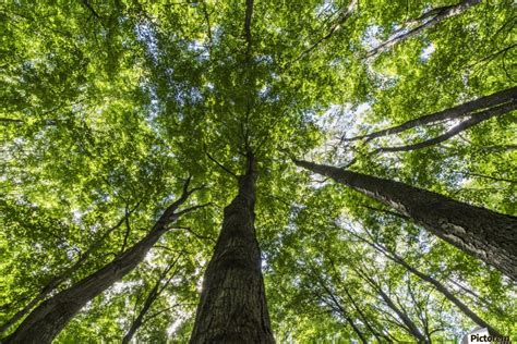 Looking up into the canopy of deciduous trees in an Ontario forest ...