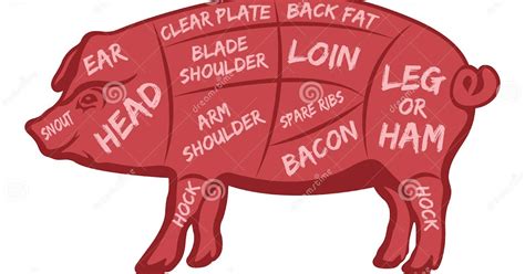 Pig Cuts Of Meat Diagram General Wiring Diagram