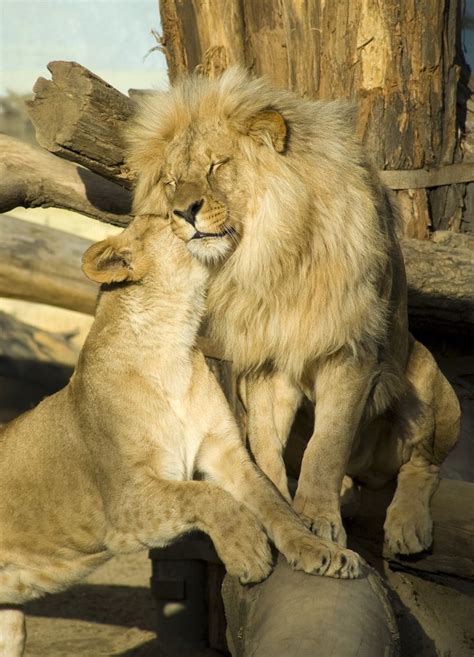 Lion Couple 1 Beautiful Lion Lions Lion Couple
