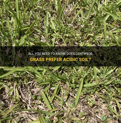 All You Need To Know Does Centipede Grass Prefer Acidic Soil Shuncy