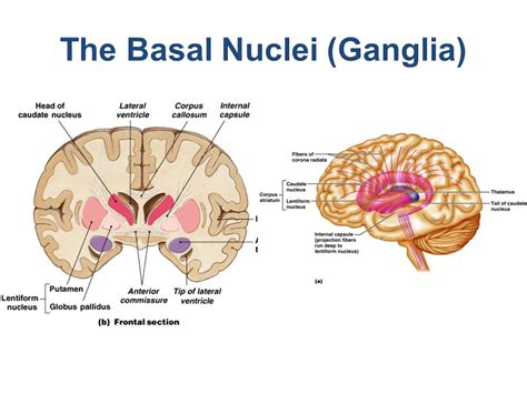 Anatomy Of Basal Nuclei Basal Ganglia And Disorders Of Basal Ganglia