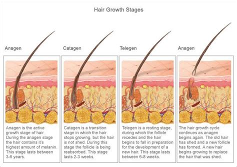 How Hair Grows Only Active Hair Follicles Will Respond To Laser Hair