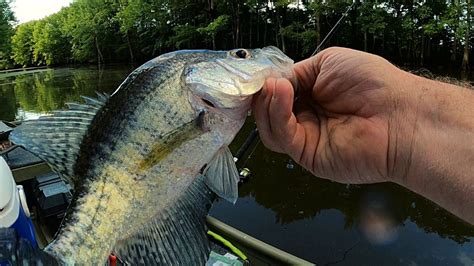 Hot Summer Crappie Fishing Tips And Tricks Fishing