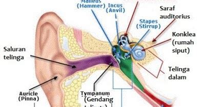 Nih Fungsi Bagian Bagian Telinga Manusia Materi Tertulis