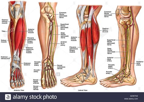 From there, it isolates the muscles of the calf utilizing calf exercises that specifically work best for you. Anatomy of the Lower Leg Stock Photo - Alamy