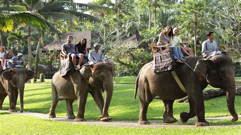 Bali Elephant Ride Offers Bali Elephant Safari Bali Elephant Camp