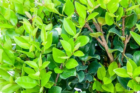 Wax Leaf Ligustrum Beautiful Dark Green Lustrous Foliage With