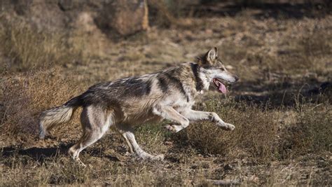 Mexican Gray Wolf Case Forest Service Moves To Revoke Grazing Permit