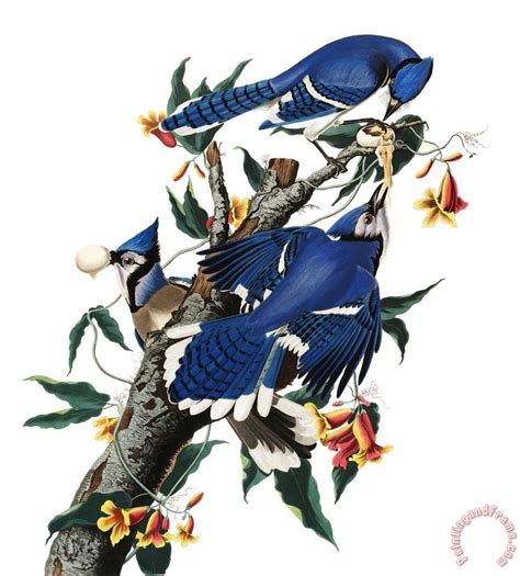 John James Audubon Blue Jay Painting Blue Jay Print For Sale