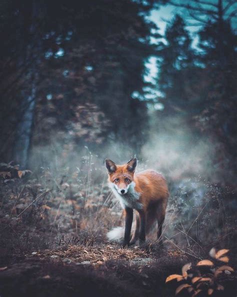 Photographer Shoots Finnish Forest Animals Like Theyre Professional