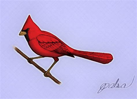 Northern Cardinal By Metalraptor On Deviantart
