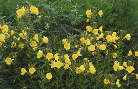 Invasive Ground Cover Yellow Flowers Ground Cover Good