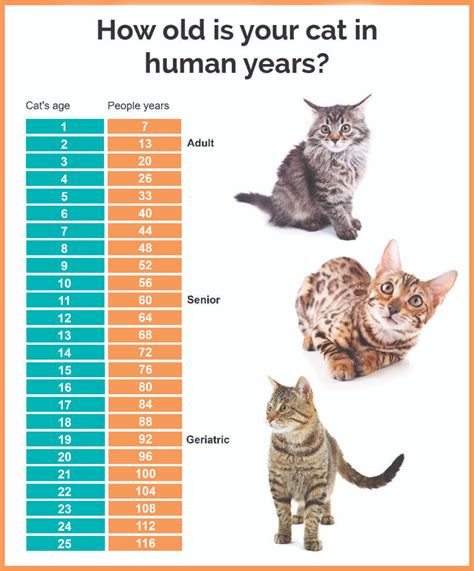 Pin By Our Love On Cat Development Chart Cats Cat Lifespan Cat Ages