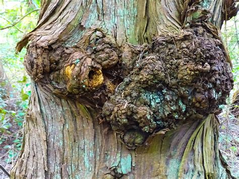 A Burl Tree Burl Burl Tree