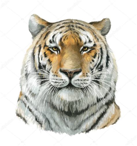 Cartoon Tiger Head — Stock Photo © Agaes8080 136492076