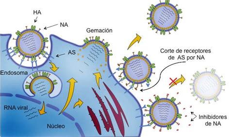 Mecanismo De Infección De Virus De Influenza A Células Blanco Después