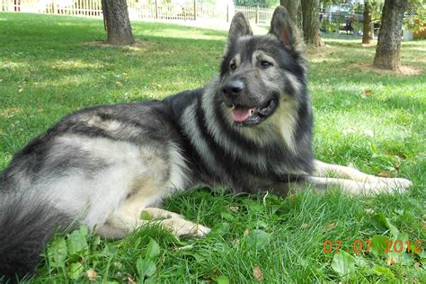 American Alsatian On The Grass Photo American Alsatian Alsatian Dog