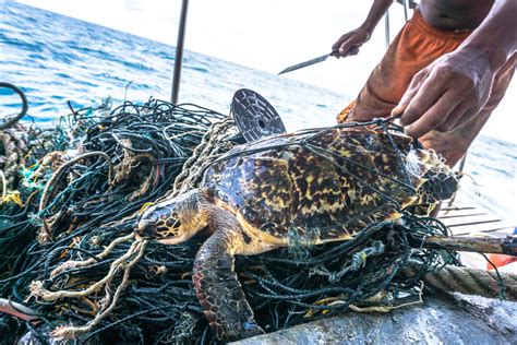 New Report From Wwf Says Abandoned Fishing Gear An Immortal Menace
