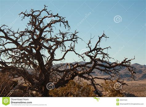 Thorny Branches Stock Photo Image Of Brown Tree Blue