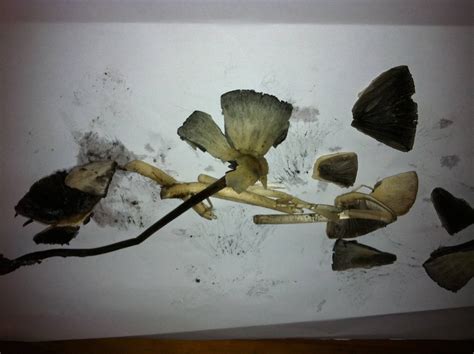 Please Help Identify These Magic Mushrooms Mushroom Hunting And