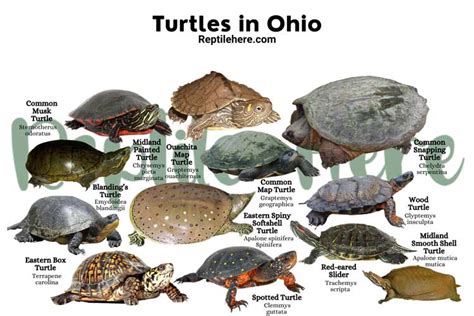 Turtles In Ohio 12 Species That Are Found Here