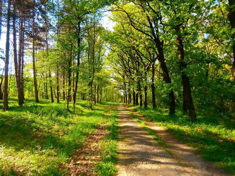 Nature Spring Green Trees Serbia Wallpapers Hd Desktop And Mobile