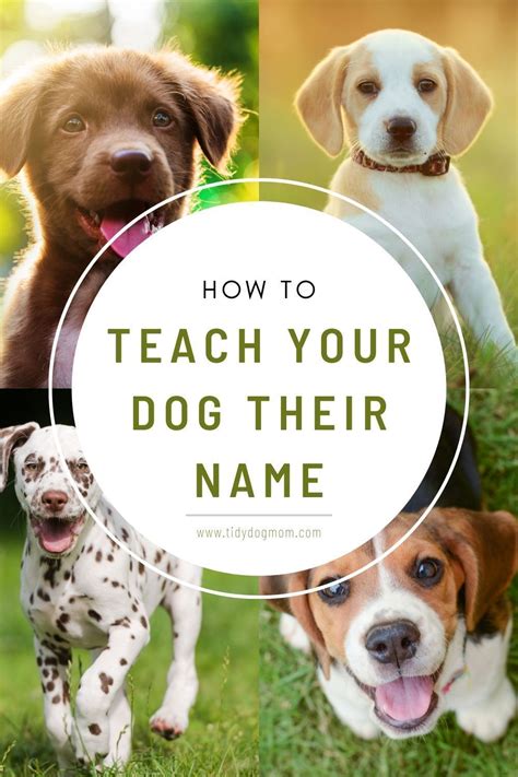 How To Teach A Puppy Their Name In 2021 Dog Mom Dogs Dog Training