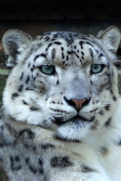 Snow Leopard Such A Beautiful Animal Snow Leopard