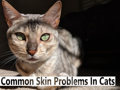 Common Skin Problems In Cats Blindbengal