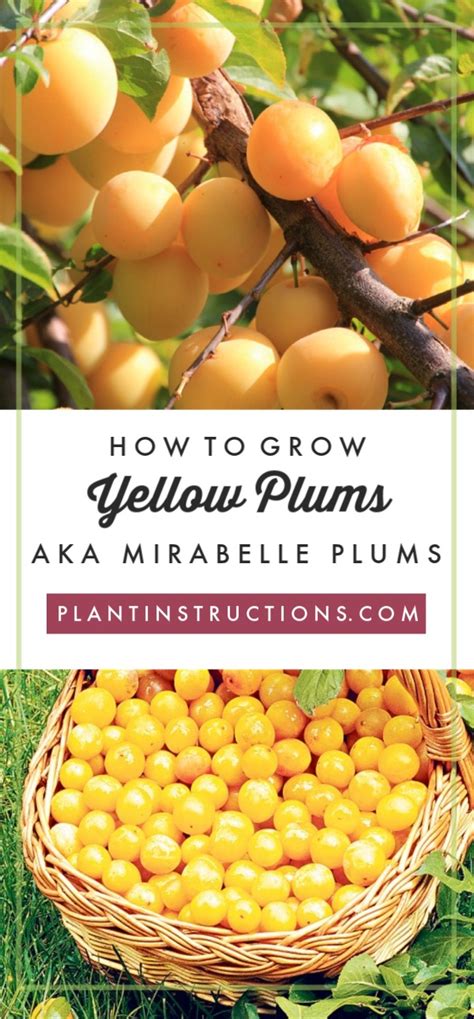 How To Grow Yellow Plums Aka Mirabelle Plums Plant Instructions