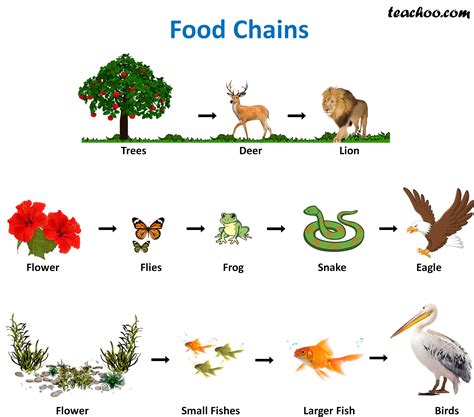 Food Chain And Food Web Meaning Diagrams Examples Teachoo