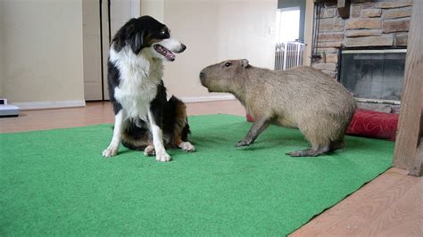 Dog And Capybara 2 Youtube