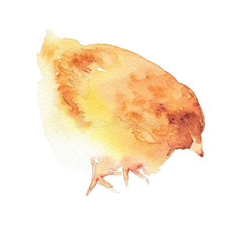 Yellow Chickens Watercolor Illustration Baby Chick Isolated On White