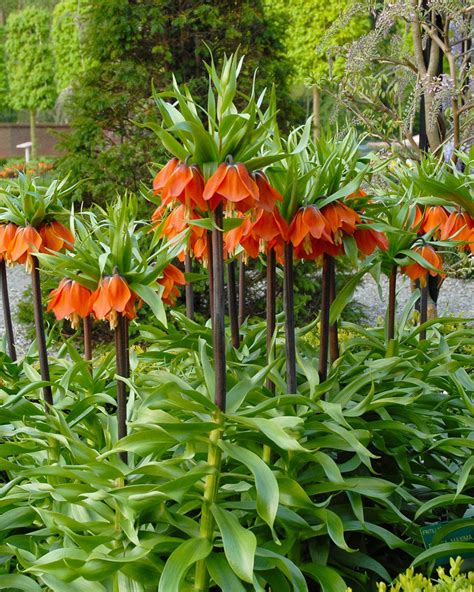 Fritillaria Imperialis Rubra Bulbs — Buy Red Crown Imperial Online