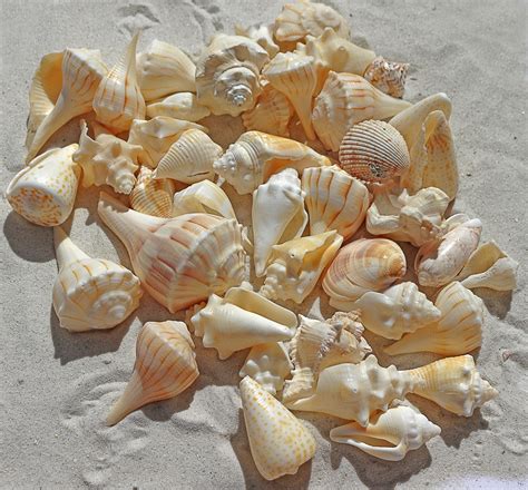 Free Images Nature Sand Petal Summer Food Material Invertebrate Seashell Conch Cockle