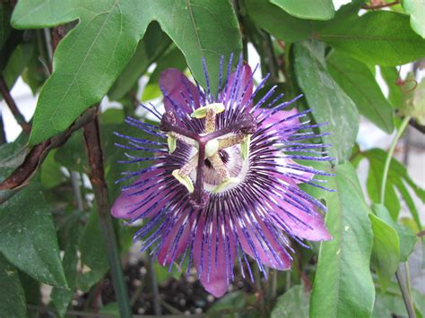 Amazing Passion Flower Birds And Blooms