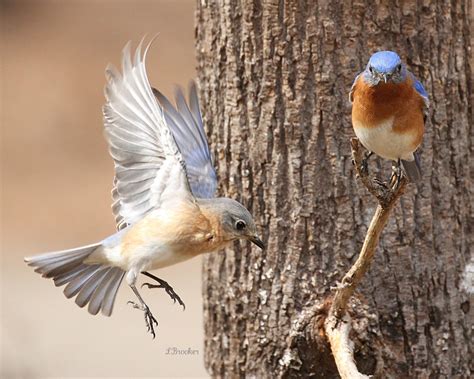 Eastern Bluebird Nesting Pair Working On Their Nest Photo Courtesy And